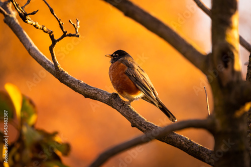 Fotografia A sunlit Robin perched on a branch