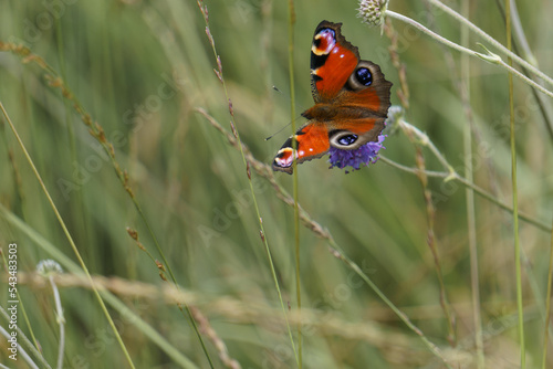 Peacock butterfly or Aglais io sitting on a lilac colored flowers in a green meadow with lots of grass