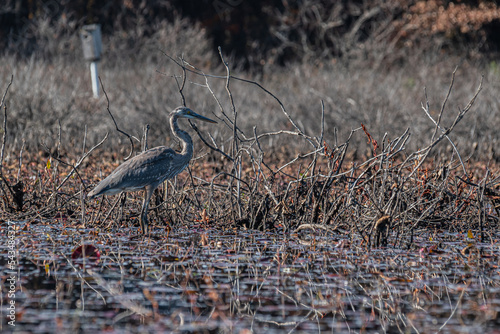 Great Blue Heron, Allegan, Michigan USA photo