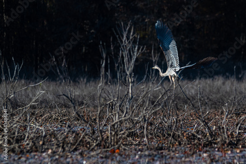 Great Blue Heron, Allegan, Michigan USA photo