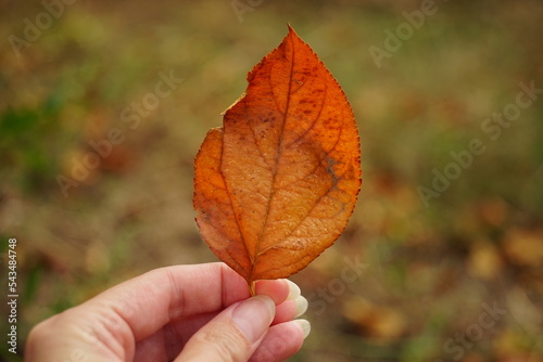 Autumnal brown leaf in a female hand on the background of the autumn garden
