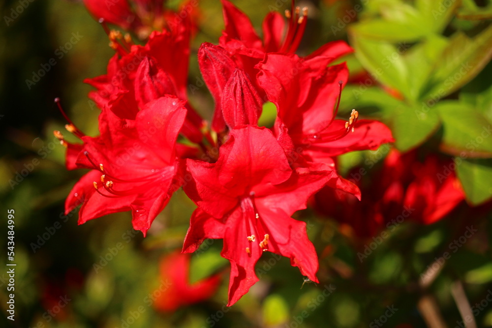Różanecznik azalia rododendron Rhododendron  - obrazy, fototapety, plakaty 