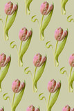 Many beautiful fragile dancing pink tulip flower with green leaves on a minimal spring green pastel background with copy space. Floral botany wallpaper idea. Nature inspiration pattern.