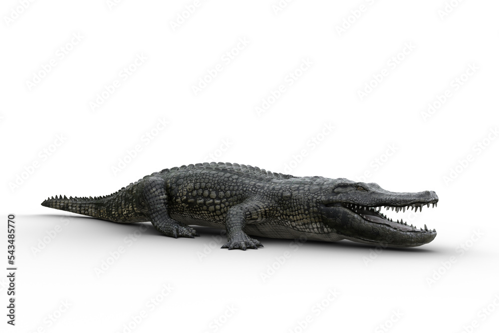 Naklejka premium 3D illustration of an Alligator standing on land with jaws open isolated on white.
