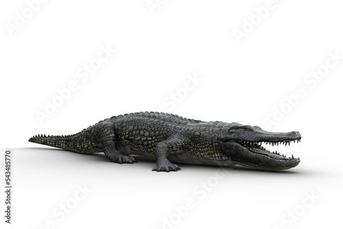 3D illustration of an Alligator standing on land with jaws open isolated on white. © IG Digital Arts