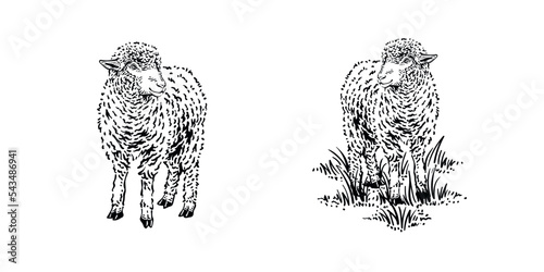 Detailed drawing of mountain sheep illustration vector design vintage 