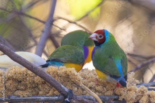 Fotografie Selective focus shot of Gouldian finches (Chloebia gouldiae) at the zoo