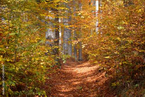 Foto Beech forest in Jizera Mountains, Czech Republic