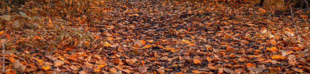 Autumn - banner background image