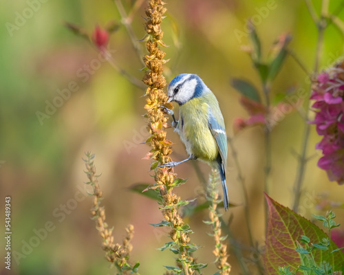 Eurasian blue tit clinging at a dead stalk of a purple loosestrife, Lythrum salicaria, nibbling and eating the seeds, leaving seedheads in a natural garden photo