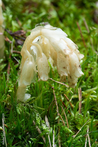 Parasitic plant Pinesap (False beech-drops, Hypopitys monotropa) in a pine forest photo