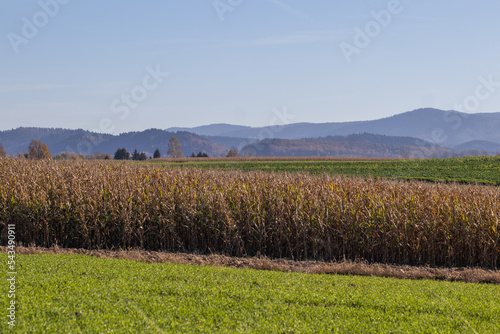 Jesienne pole kukurydzy z górami w tle