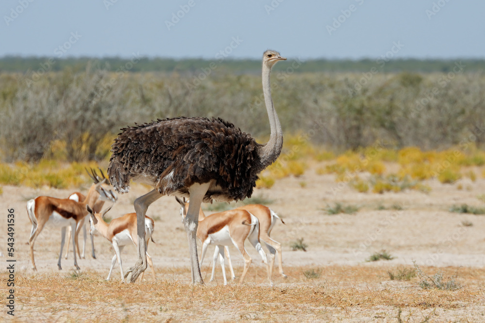 Naklejka premium Female ostrich (Struthio camelus) with springbok antelopes, Etosha National Park, Namibia.