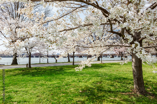 Japanese cherry trees in full bloom at East Potomac Park overlooking the Potomac River during cherry blossom season in Washington, DC