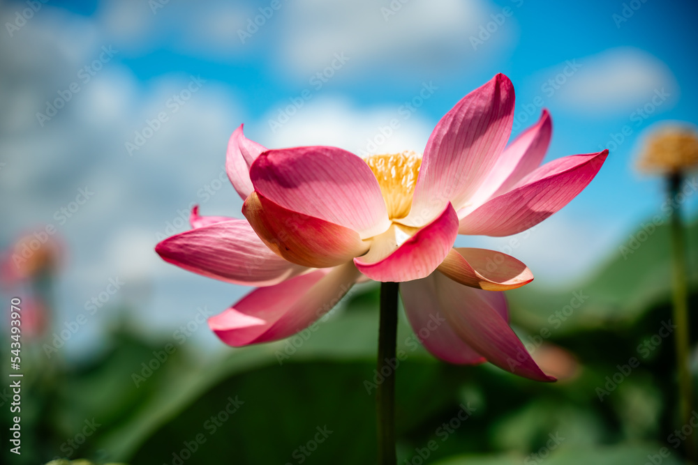 Obraz premium A pink lotus flower sways in the wind, Nelumbo nucifera. Against the background of their green leaves. Lotus field on the lake in natural environment.