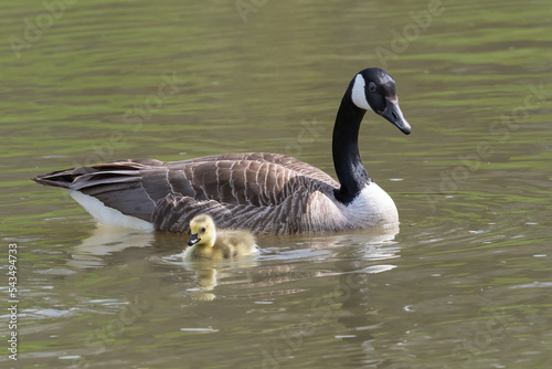 Mother Goose and Gosling