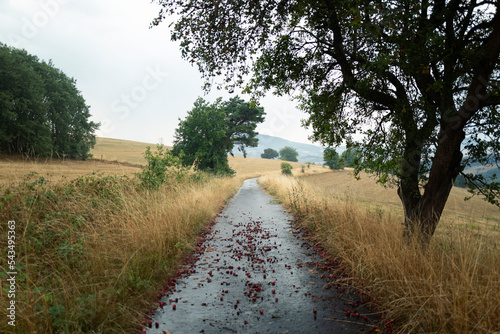 ripe apple on rainy path near a farm with an apple tree  photo