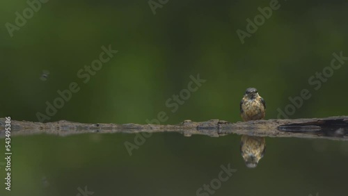 Eurasian reed warbler Acrocephalus scirpaceus on the shores of a forest lake slow motion photo