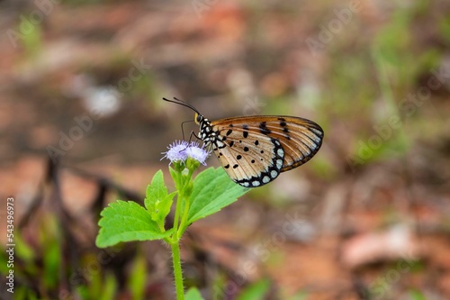 Shallow focus shot of a Danaida monarch butterfly on a flower photo