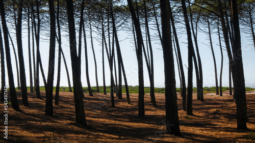 Bosque mediterráneo