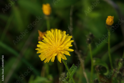 Herbst-Löwenzahn Blüte, Pusteblume mit unscharfem Hintergrund photo