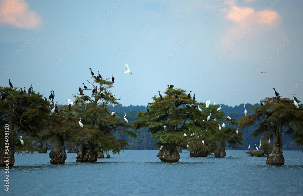 The birds and cypress trees - Reelfoot Lake State Park, Tennessee