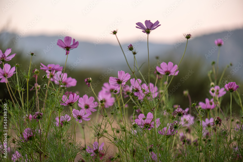 Fototapeta premium flowers in the field