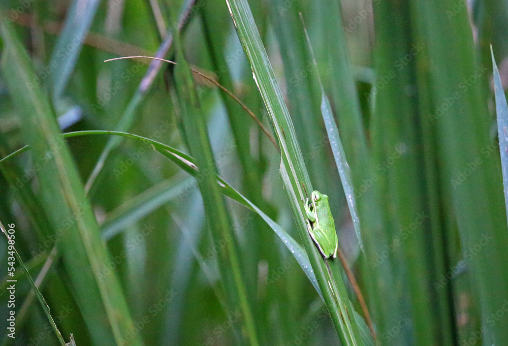 Green frog - Reelfoot Lake State Park, Tennessee Green frog - Reelfoot Lake State Park, Tennessee