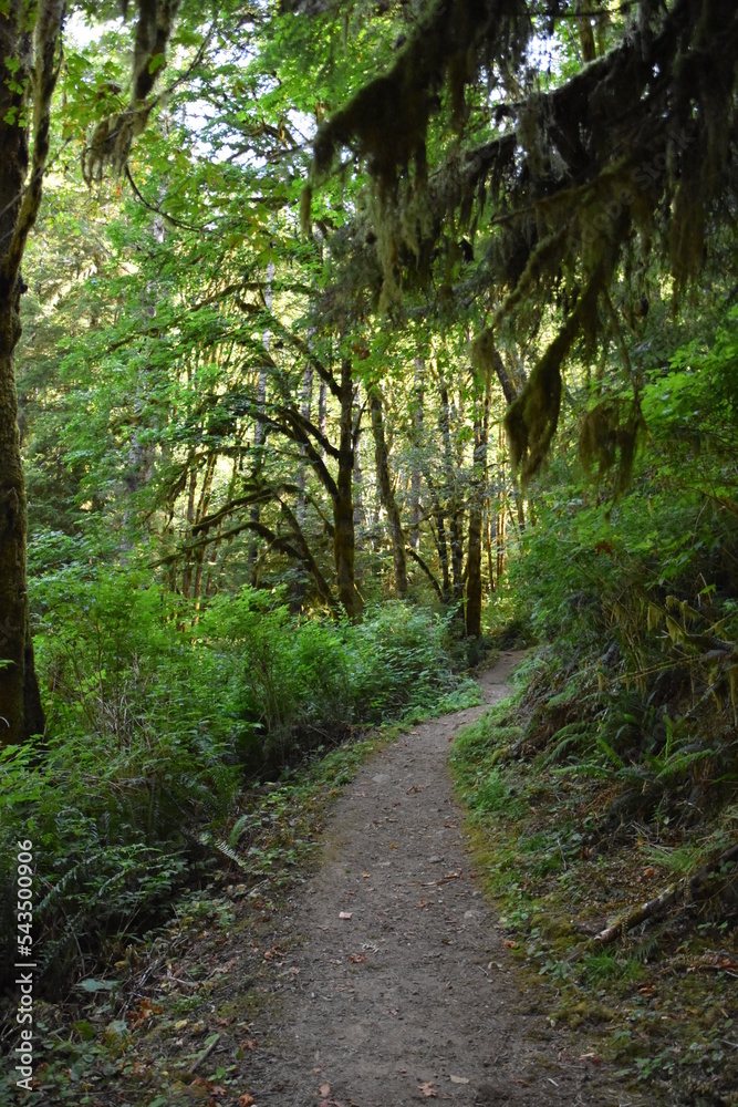 Hiking Trail views at Sweet Creek Falls Waterfall Complex near Mapleton Oregon. America.