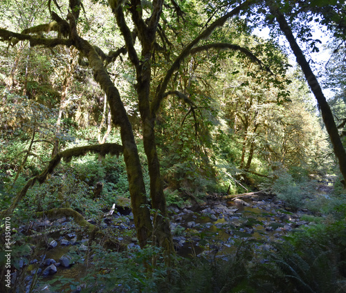 Hiking Trail views at Sweet Creek Falls Waterfall Complex near Mapleton Oregon. America. photo