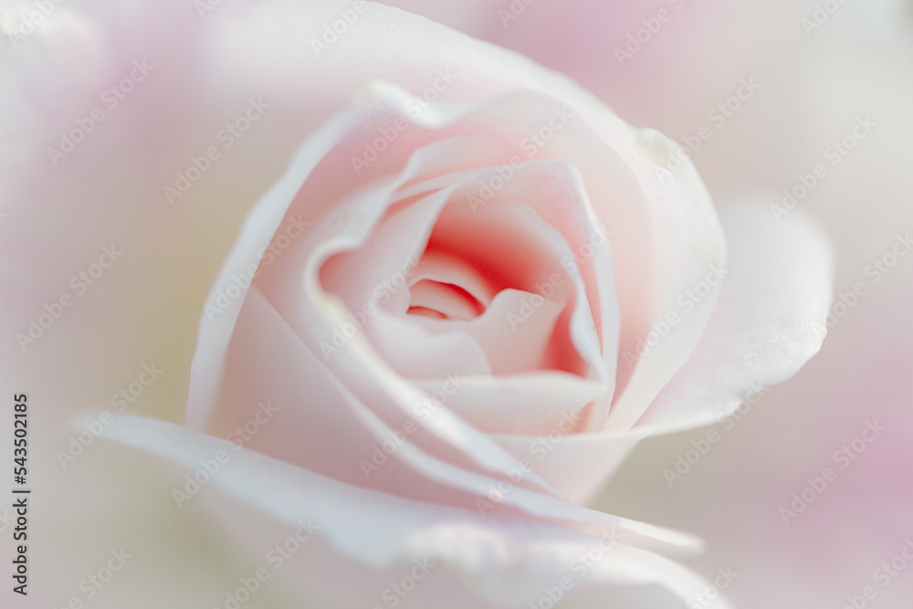 Obraz premium soft focus pink rose