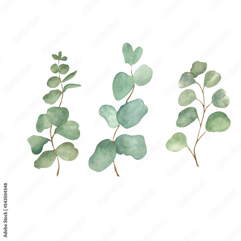 Obraz premium Watercolor composition with eucalyptus. Isolate. Handmade. Raster