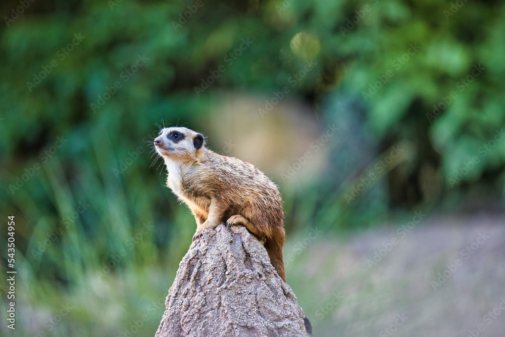 Fototapeta premium Zoo Leipzig - Erdmännchen sitzt auf einem erhöhtem Stein und Schaut in den Sonnenuntergang