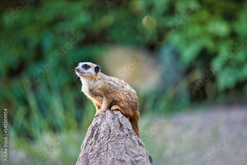Zoo Leipzig - Erdmännchen sitzt auf einem erhöhtem Stein und Schaut in den Sonnenuntergang