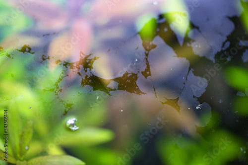 Kahmhaut - Bakterien / Ölfilm auf der Wasseroberfläche eines Aquariums