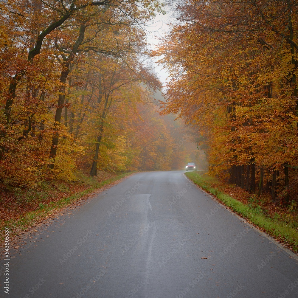 Road in autumn. Foggy and dangerous car driving in the winter season. Bad weather with rain and traffic on the road. Concept for traffic and road safety. Road in autumn. Foggy and dangerous car driving in the winter season. Bad weather with rain and traffic on the road. Concept for traffic and road safety.