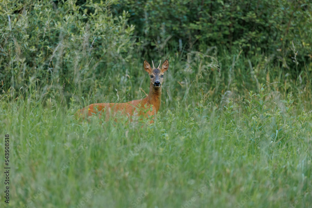 Roe buck in the grass. Roe deer at national park Veluwezoom. Roe buck in the grass. Roe deer at national park Veluwezoom.