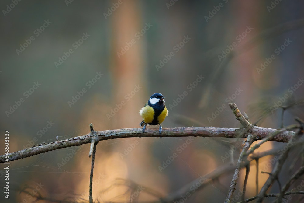 Fototapeta premium Great tit singing on a branch.