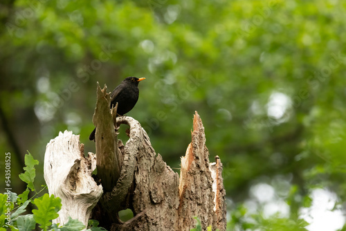 Common blackbird (Turdus merula) on a tree.