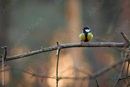 Great tit on a branch in fall. Beautiful great tit at the veluwe.