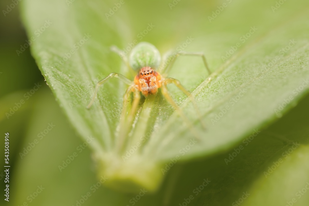 little young green Nigma walckenaeri on a leaf with head detail little young green Nigma walckenaeri on a leaf with head detail