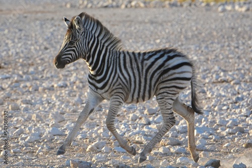 Zebrafohlen (equus quagga) am Wasserloch Gemsbokvlakte) im Etoscha Nationalpark in Namibia. photo