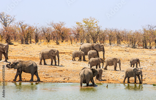 Sticker Family herd of African Elephants at a waterhole with a pretty bushveld backgroun