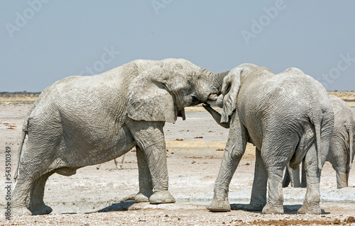 Two African Elephants with their trunks entwined