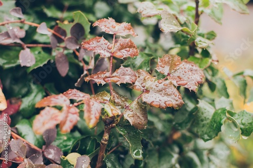 Magone Holm, Mahonia aquifolium, evergreen shrub of Barberry family (Berberidaceae). Red green autumn leaves in raindrops photo