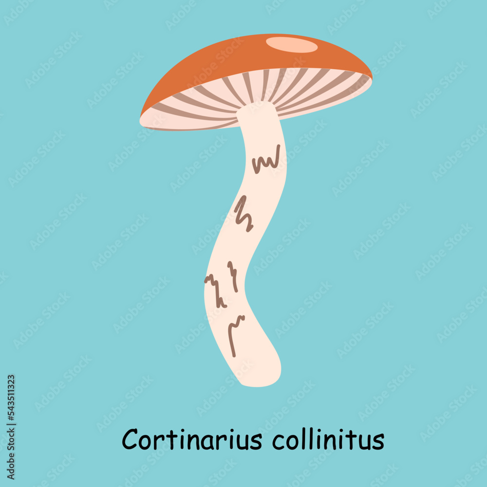 Flat vector of Cortinarius collinitus mushroom isolated on blue background. Flat illustration graphic icon