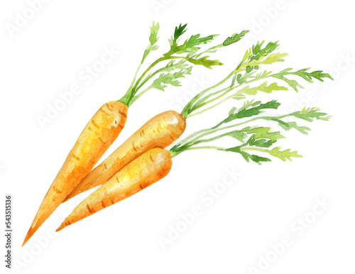 Watercolor image of carrot. Hand-drawn illustration on white background. Bright vegetable isolated.