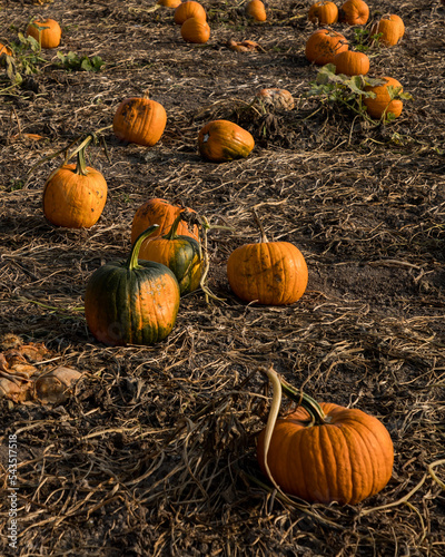 pumpkin farm