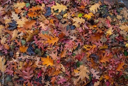 fall