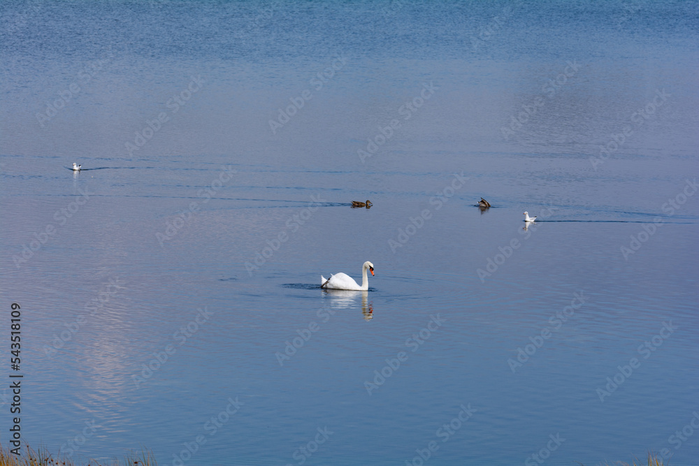 Naklejka premium A swan swims in the water